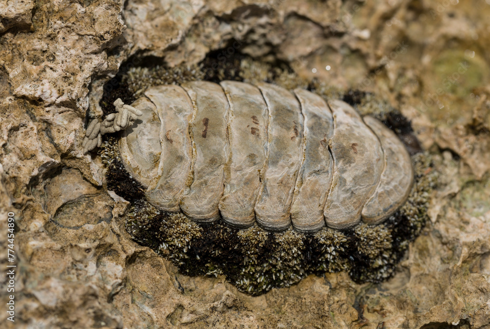 Acanthopleura haddoni, tropical species of chiton. The fauna of the Red Sea. A marine molluscs on a rock. Acanthopleura haddoni, tropical species of chiton. The fauna of the Red Sea. A marine molluscs on a rock.