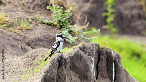 Pied Kingfisher - Ceryle rudis species of water black and white kingfisher widely distributed across Africa and Asia. Hunting fish. Sitting on the stone with hunted fish in the beak. photo