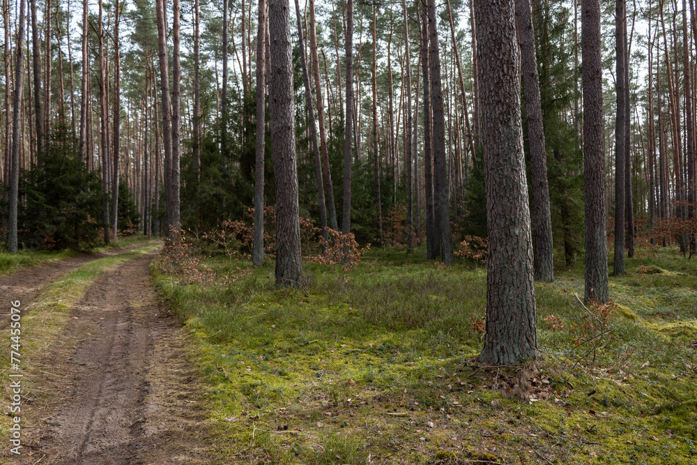Droga leśna, las w Polsce, świerki, sosny, brzozy Droga leśna, las w Polsce, świerki, sosny, brzozy