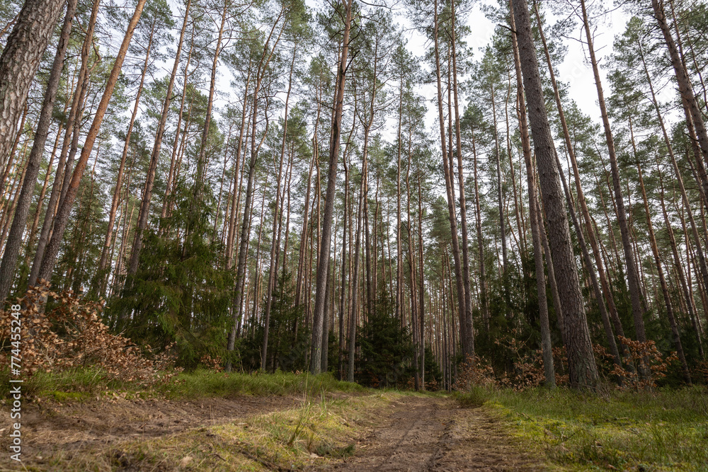 Obraz premium Droga leśna, las w Polsce, świerki, sosny, brzozy 