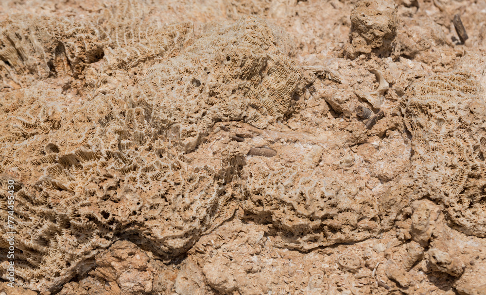 Fossil corals of the Red Sea. Ancient creatures, turned into stone. Reef corals.