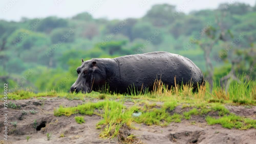 Side angle view of an African Hippo grazing in Chobe National Park, Botswana, South Africa Side angle view of an African Hippo grazing in Chobe National Park, Botswana, South Africa