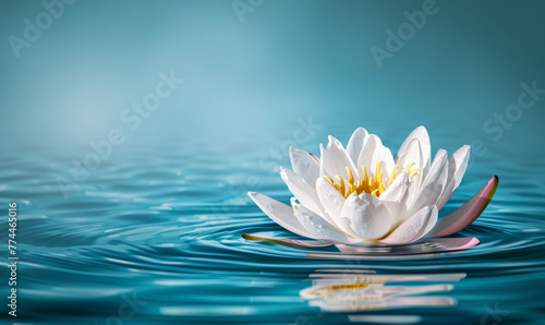 Zen-inspired white lotus floating, serene blue water backdrop