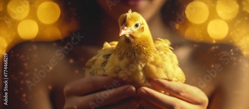 Chicken stand on the woman hands with yellow light in a farming background AI generated