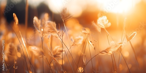 Grass flower meadow at sunset. Beautiful nature background. Soft focus. © Graphicsstudio 5