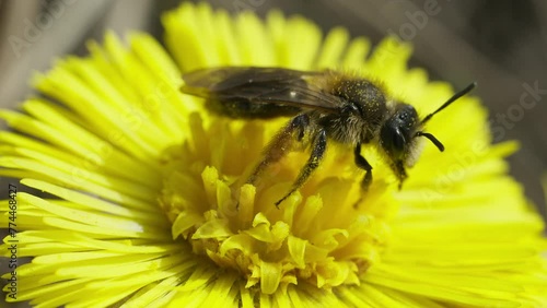 Halictus species bee close-up photo