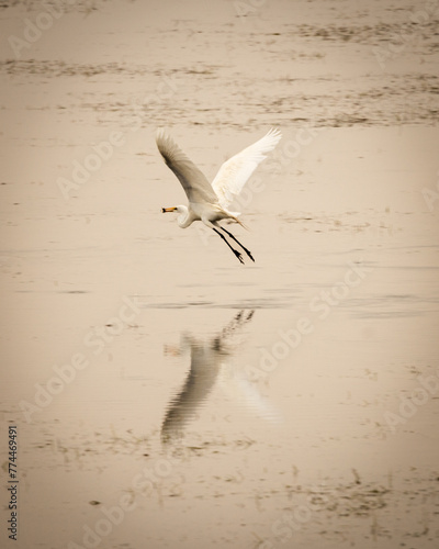 Early Morning Wetland Birds Enjoying the Water (ID: 774469491)