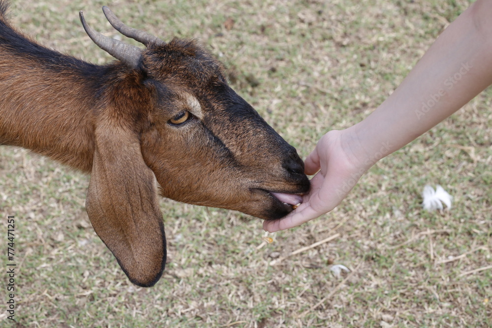 Kid feeding brown goat in his mouth. Goat eating corn. Person feeding a goat with food in his hand.
Kid feeding brown goat in his mouth. Goat eating corn. Person feeding a goat with food in his hand.