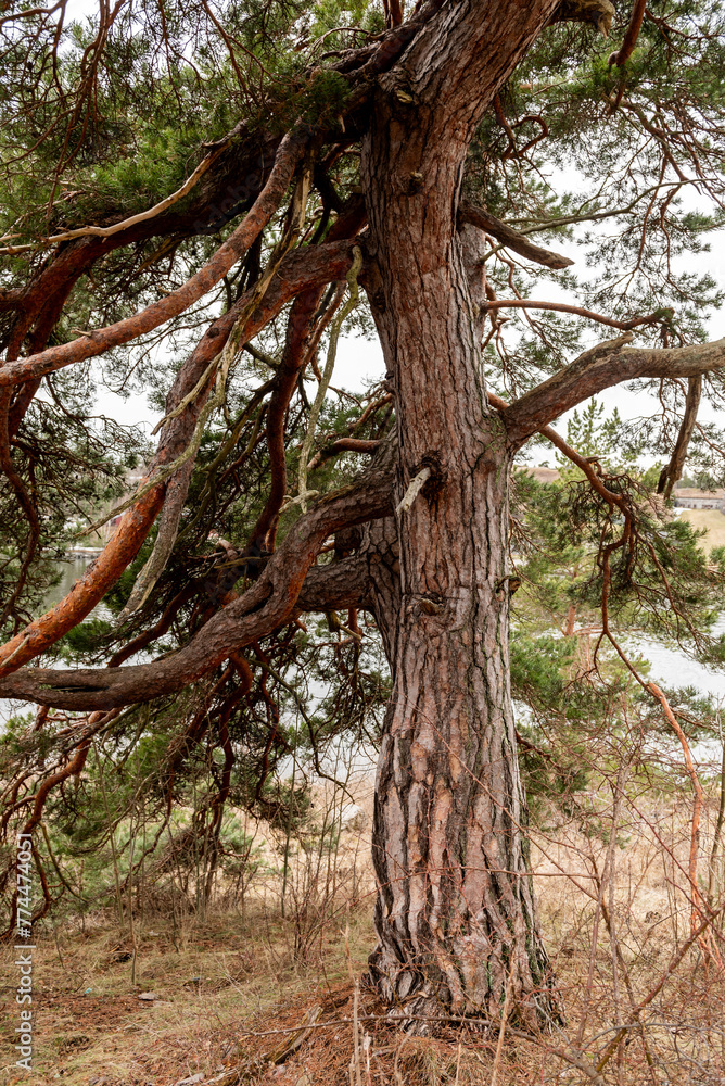 The photo of one old pine tree. Beautiful branches coniferous of tree. The photo of one old pine tree. Beautiful branches coniferous of tree.