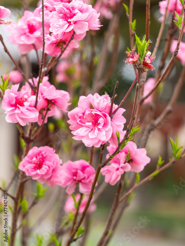 鮮やかなピンク色の桜 © しょこまろん