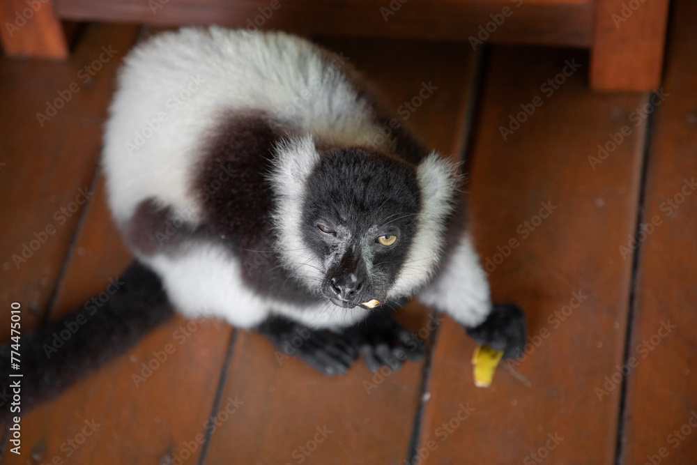 Fototapeta premium black and white ruffed lemur in its natural habitat