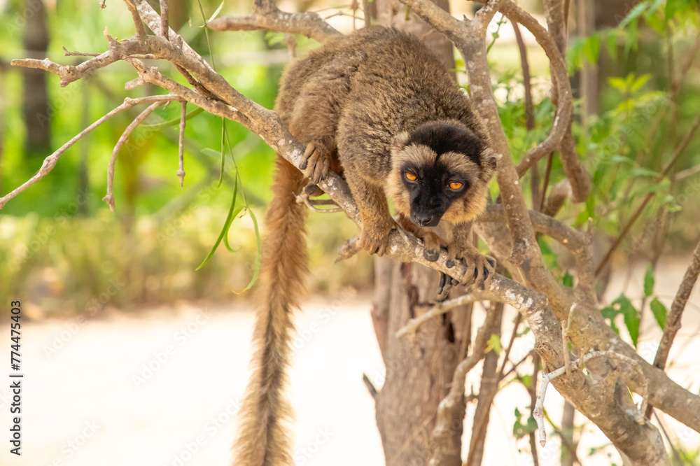 Fototapeta premium Cute brown lemur (Eulemur fulvus) with orange eyes.