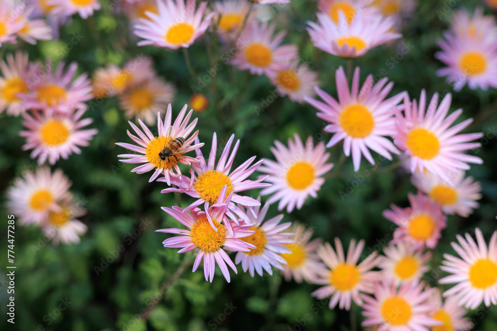 Light pink chrysanthemums and bee Light pink chrysanthemums and bee