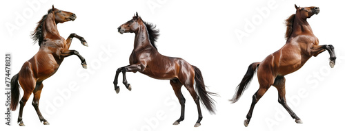 Bay horse rearing up on its hind legs isolated  on transparent background. 
 photo