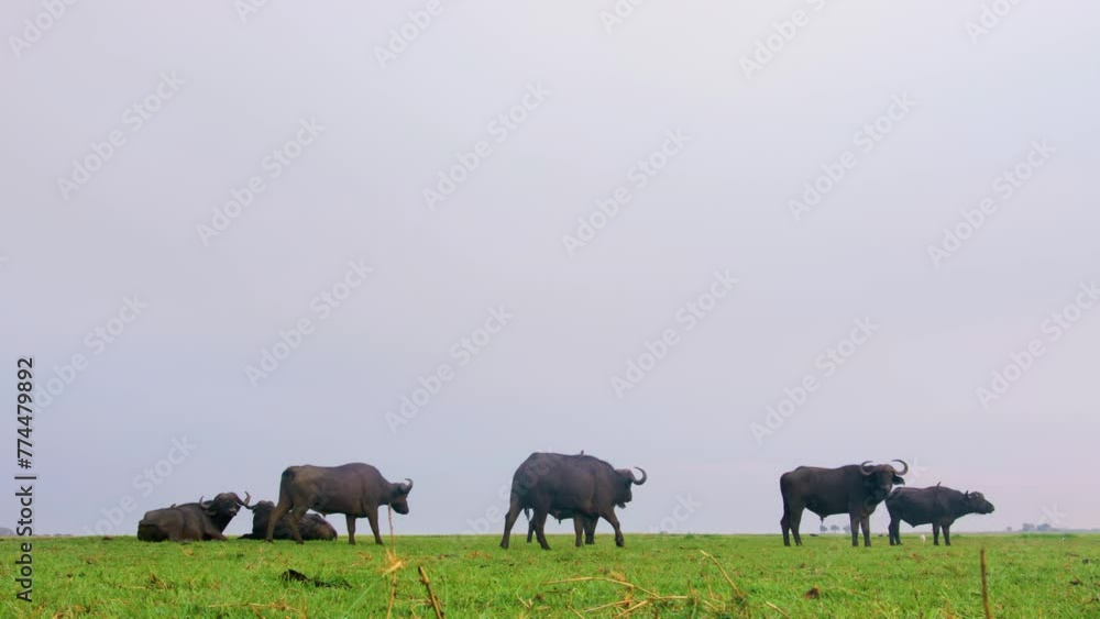 A wide angle view of a herd of wild african buffaloes grazing in a Grassland near Chobe river at Chobe National Park, Botswana, South Africa. A wide angle view of a herd of wild african buffaloes grazing in a Grassland near Chobe river at Chobe National Park, Botswana, South Africa.