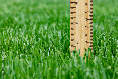 Measuring height of grass in lawn. Lawncare, mower cutting height, and healthy lawn concept.