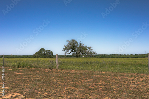 An agriculture field in Floresville Texas which is located in Wilson County, Texas in the San Antonio demographic area.   (ID: 774481654)