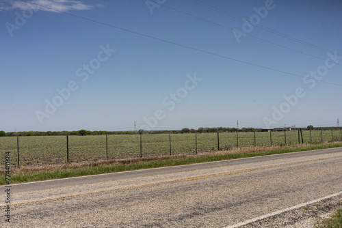 An agriculture field in Floresville Texas which is located in Wilson County, Texas in the San Antonio demographic area.   (ID: 774481684)