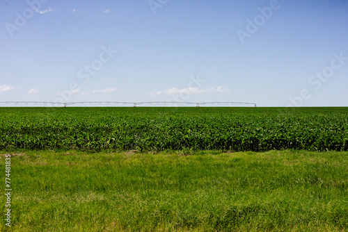 An agriculture field in Floresville Texas which is located in Wilson County, Texas in the San Antonio demographic area.   (ID: 774481835)