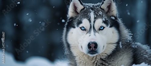 A beautiful canine with piercing blue eyes is seated in a serene winter setting, surrounded by white snow