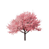A close up of a pink tree with a Transparent Background