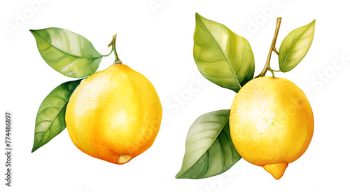 Lemon, watercolor clipart illustration with isolated background.