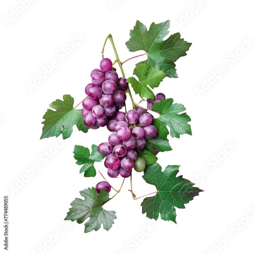 Grapes bunch with leaves on Transparent Background