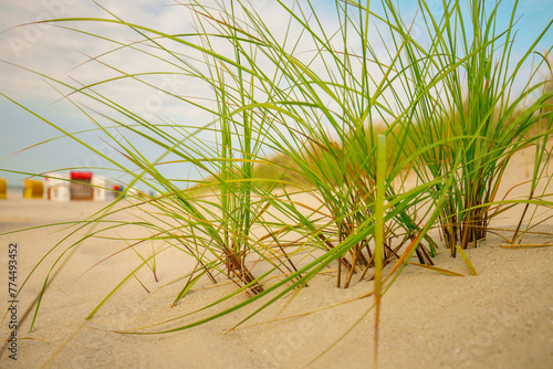 Sandy white dunes with beach grass .Frisian islands beach plants.Beach summer background. Sea coast of the North Sea.Fer Island. 
