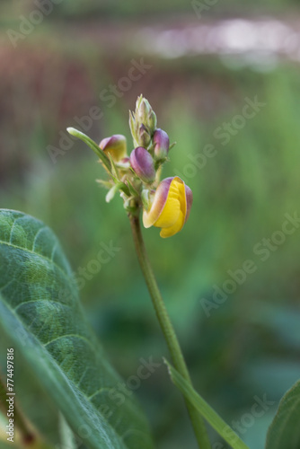 Yellow flowers of the Vigna angularis plant, with a natural garden background, stock photo.  photo