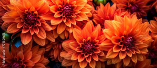 Cluster of numerous vibrant orange flowers growing closely in a group, creating a beautiful display of color in a garden