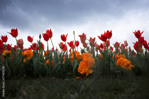 champs de tulipes 
