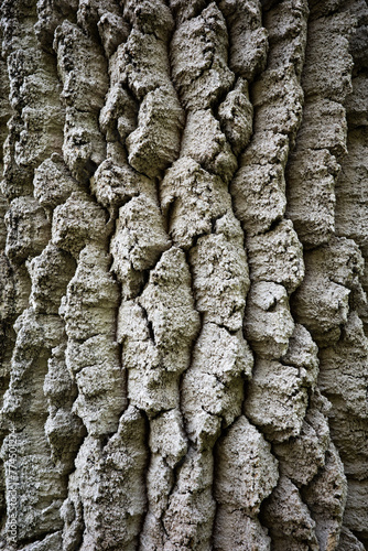 tronc d'arbre ancien 