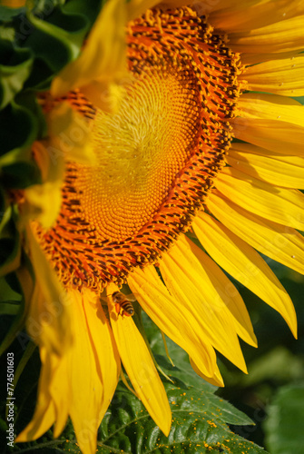 Macro fotografia de una abeja y girasol photo