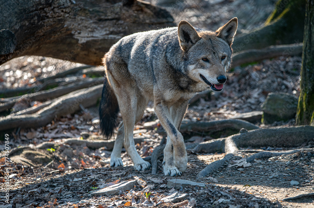 Obraz premium Red Wolf in the Woods