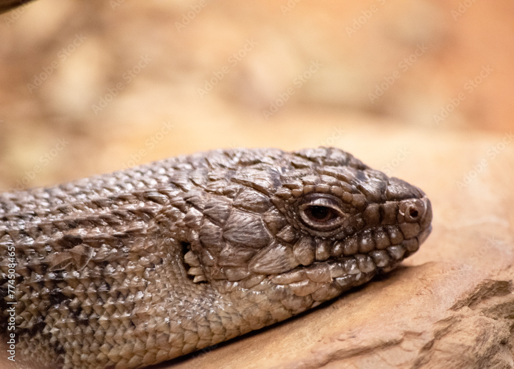 this is a close up of a cunninghams skink this is a close up of a cunninghams skink