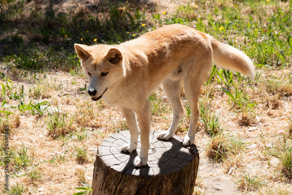 Dingos have a long muzzle, erect ears and strong claws. They usually have a ginger coat and most have white markings on their feet, tail tip and chest. Dingos have a long muzzle, erect ears and strong claws. They usually have a ginger coat and most have white markings on their feet, tail tip and chest.