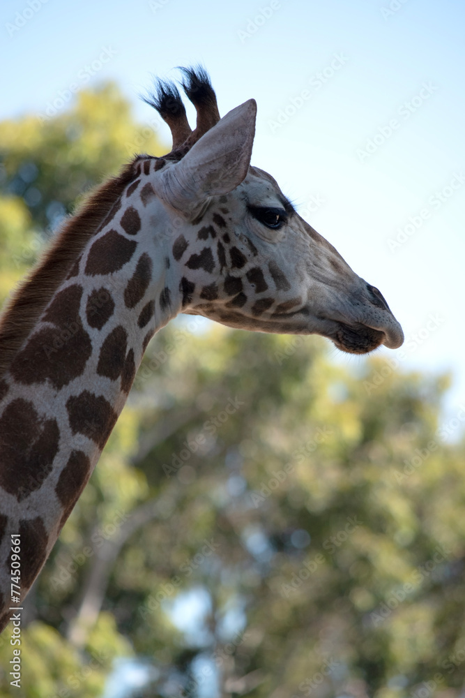 The giraffe is the tallest of all mammals. The giraffe has a short body, a tufted tail, a short mane, and short skin-covered horns.