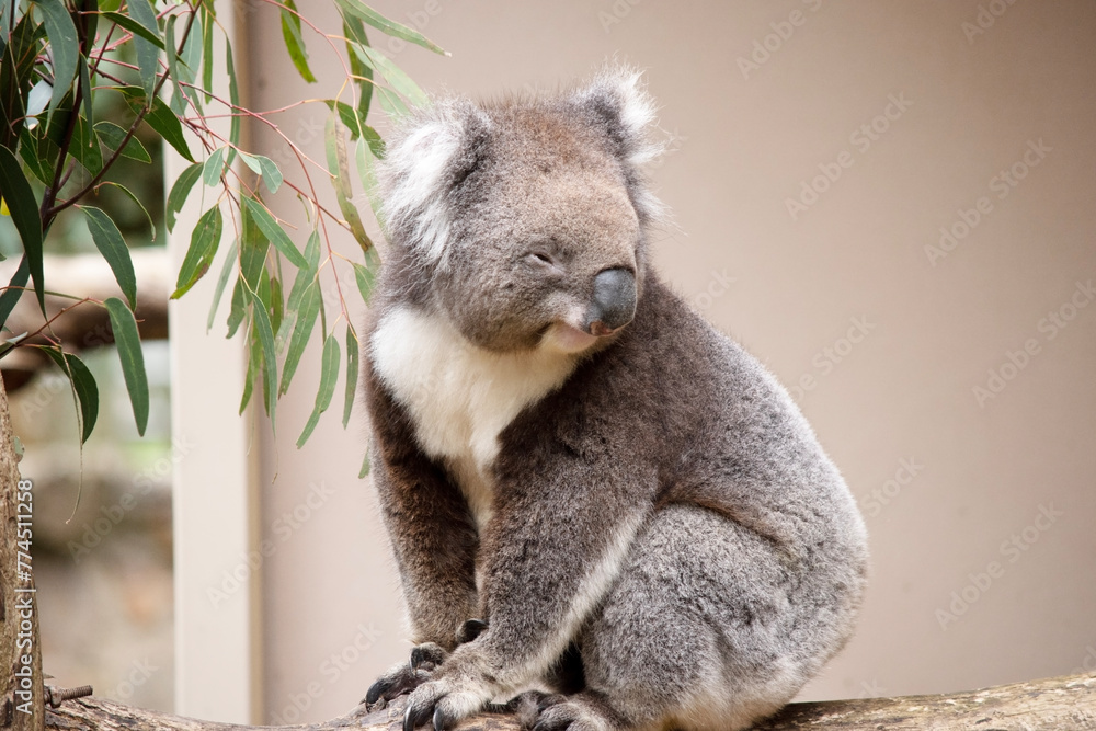 Obraz premium the Koala has a large round head, big furry ears and big black nose. Their fur is usually grey-brown in color with white fur on the chest, inner arms, ears and bottom.