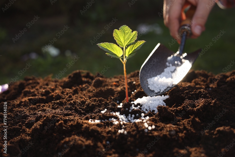 Fototapeta premium Woman fertilizing soil with growing young sprout outdoors, selective focus