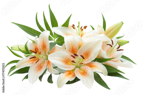 Enchanting Lily Blooms