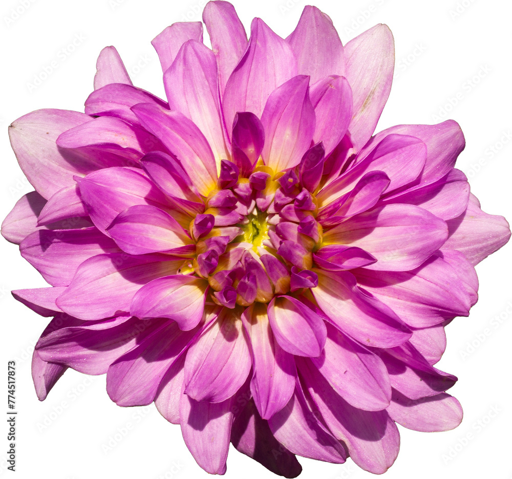 Fototapeta premium pink dahlia flower