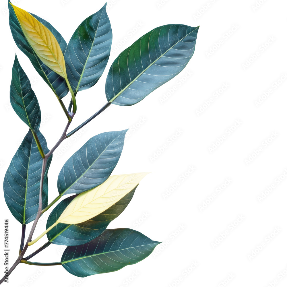 Plant with green leaves on Transparent Background
