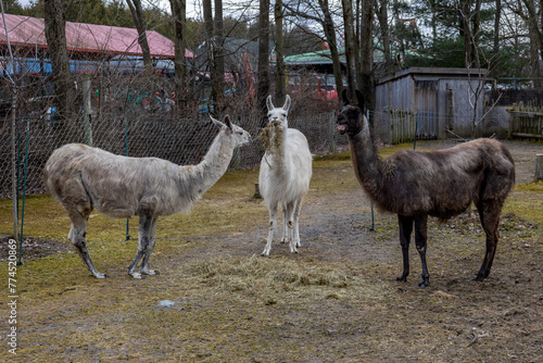 Three llamas gather