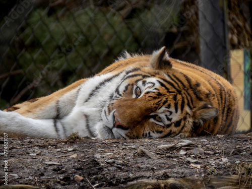 tiger in zoo facing forward laying down