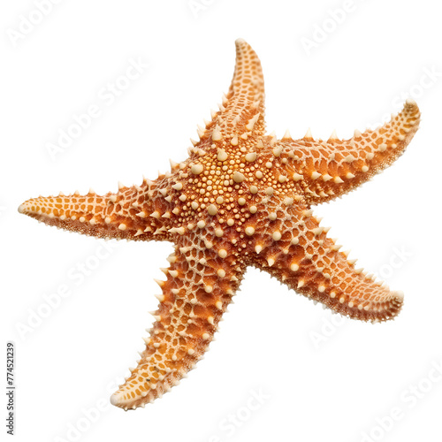 Starfish on transparent background