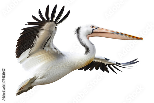 Magnificent Flight of pelican in air