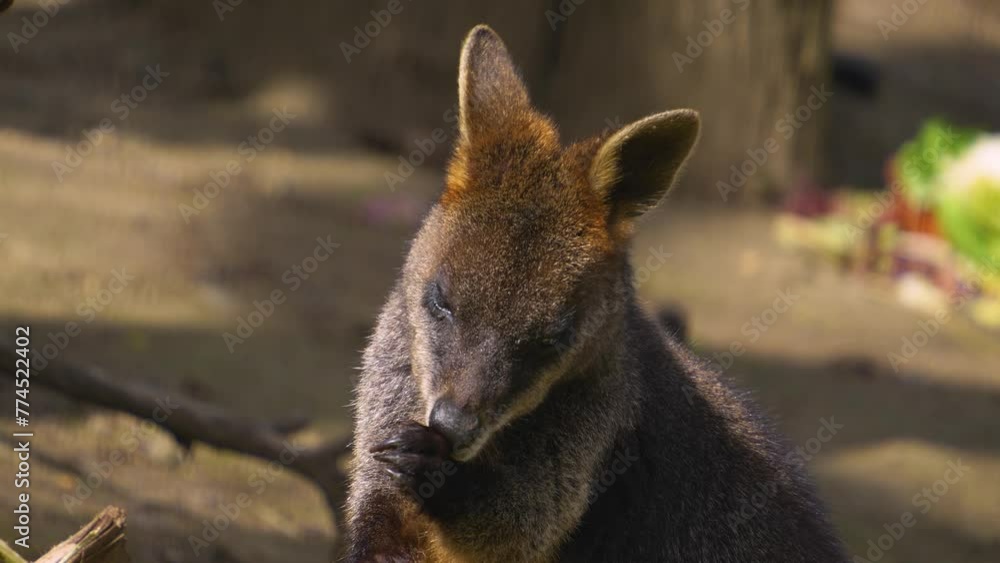 Close up of a Wallaby eating on a sunny day Close up of a Wallaby eating on a sunny day