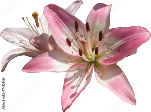 pink lily isolated no background