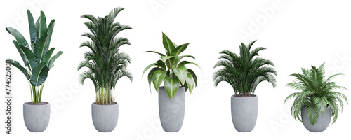 Plant set in pot isolated on white background 3d rendering PNG