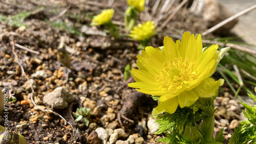 Obraz na płótnie Yellow adonis on a fine spring day
